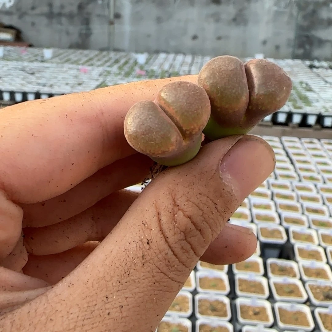 用****天25-184ppoppppp