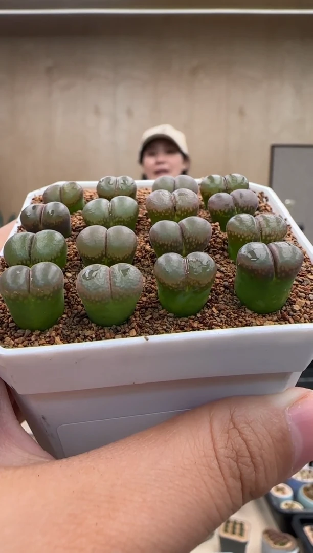 【闪购商品】20-21日本原株红风铃一个一组