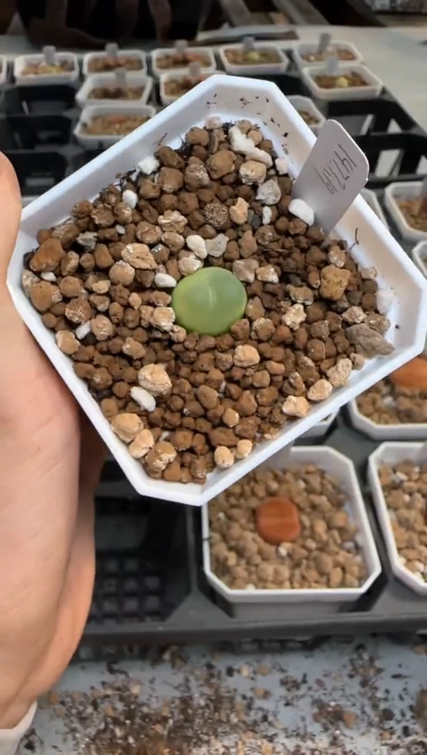 【闪购商品】16-262