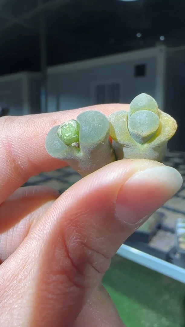 【闪购商品】31-92紫体白窗一个一组
