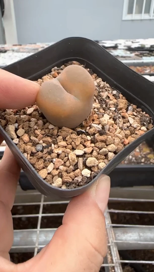 【闪购商品】20-314