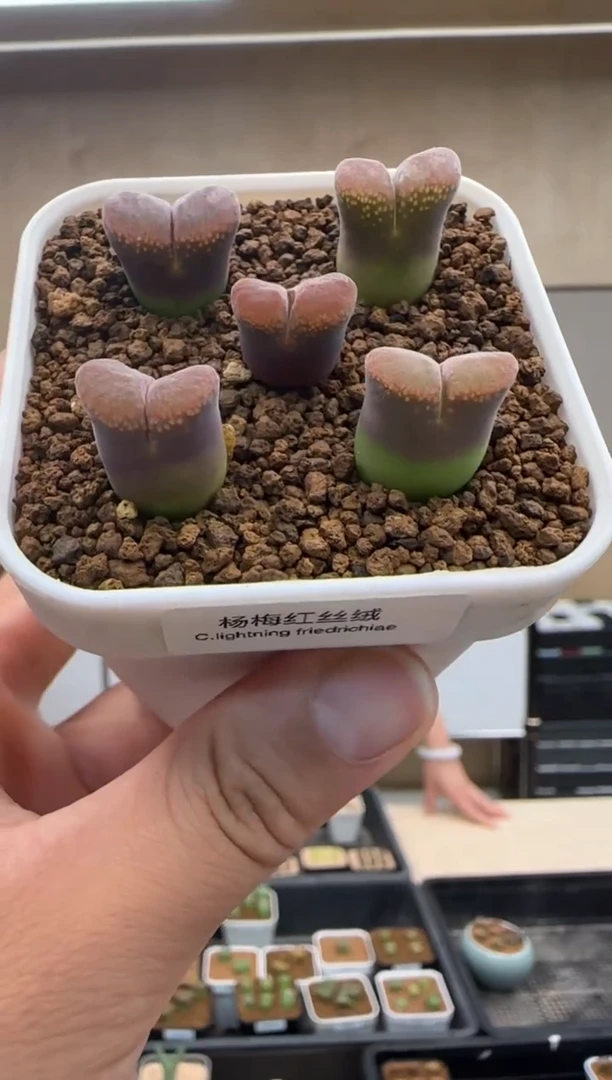 【闪购商品】19-52杨梅红丝绒一个一组