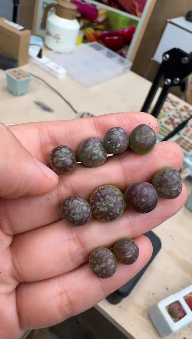 【闪购商品】14-103一颗
