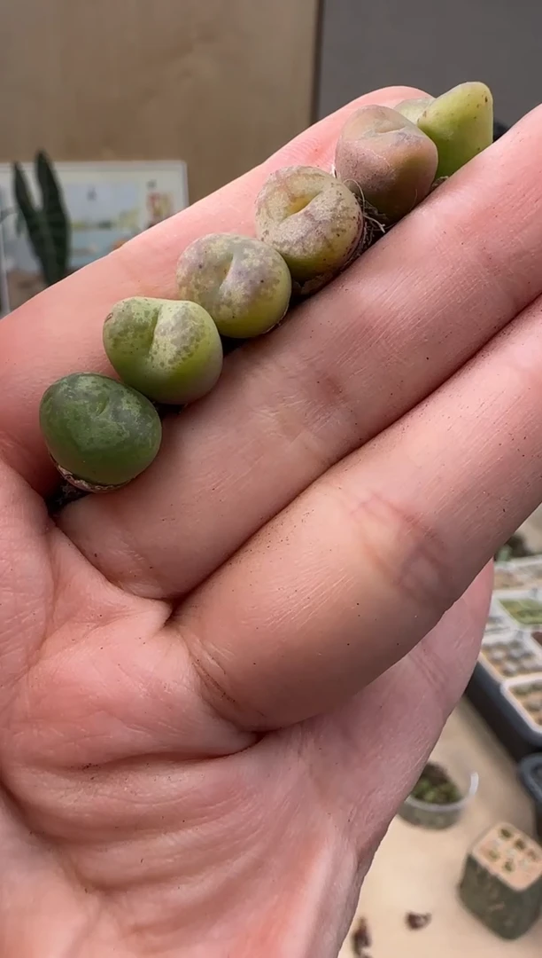 【闪购商品】21-74磊哥杂交一颗