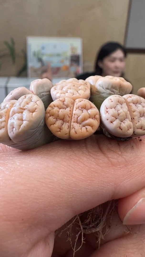 【闪购商品】9-30   189一颗