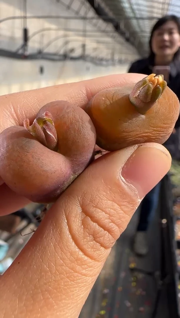 【闪购商品】19-20蟠桃一颗