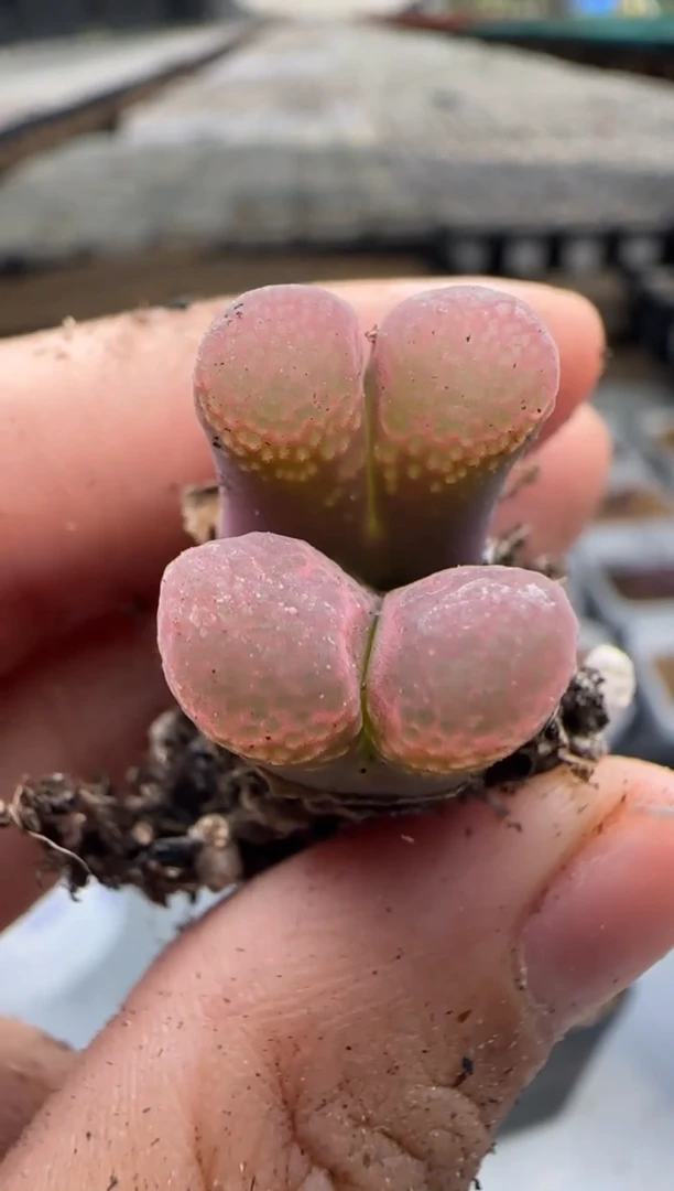 【闪购商品】25-93