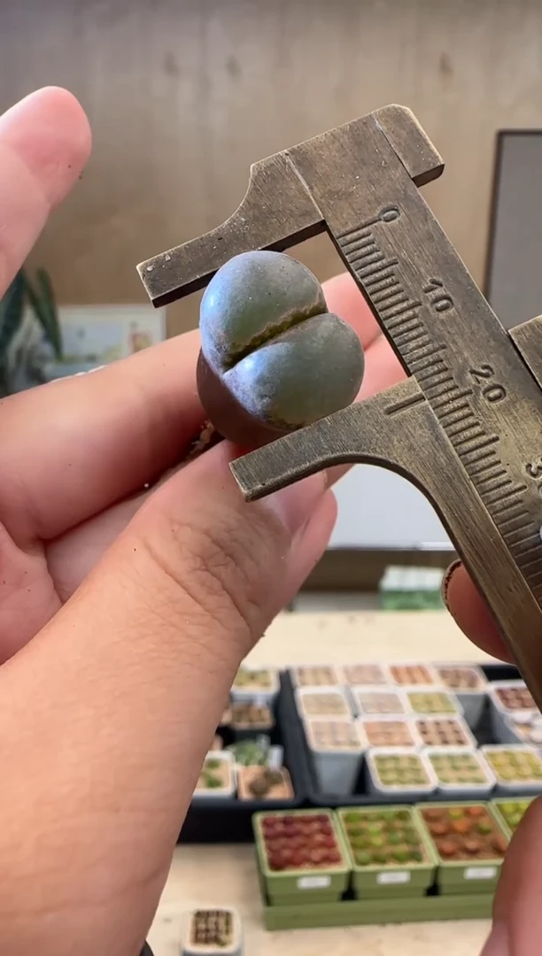 【闪购商品】30-129
