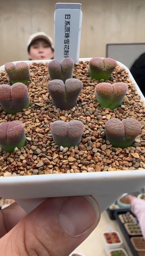 【闪购商品】20-51日系原株雪花粉网格一个一组