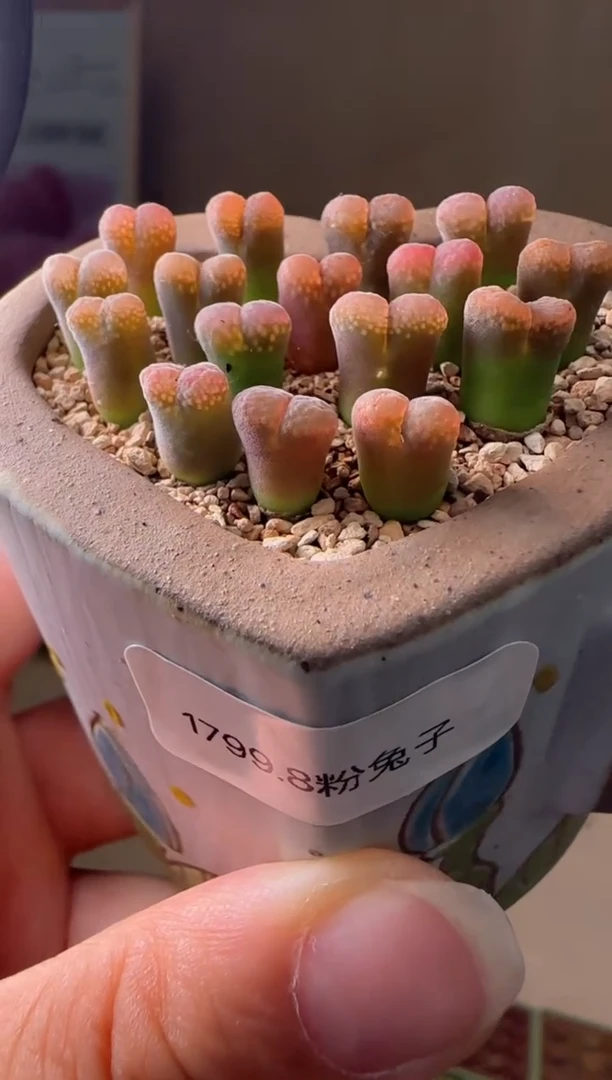 【闪购商品】18-15粉兔子一个一组