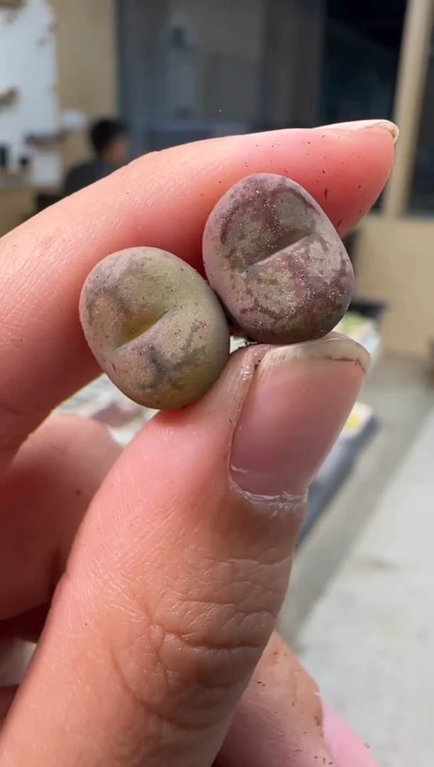 【闪购商品】21-98