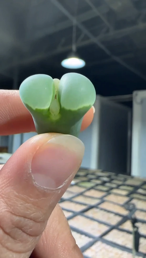 【闪购商品】31-64墨绿体白窗母本一个一组