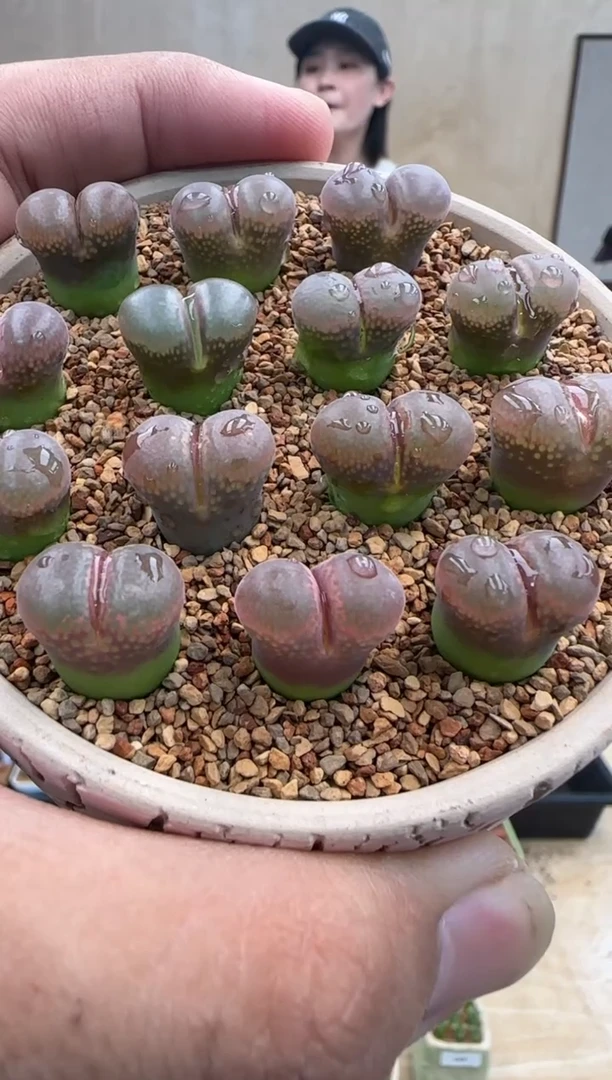 【闪购商品】30-10酒红色风铃一个一组
