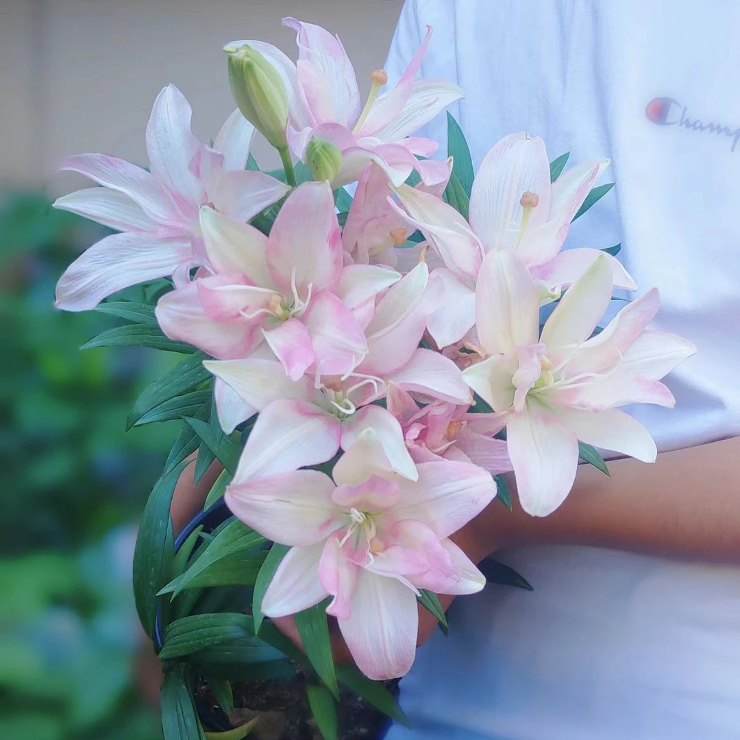 进口宾利百合种球浇水带牙寒热四季盆栽室内外花卉绿植盆栽