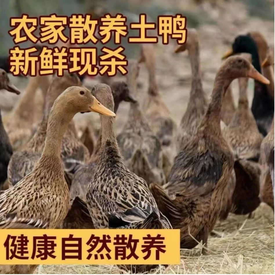 【拍一发二】农村散养活鸭土鸭买一只送一只整箱五斤重去内脏去爪