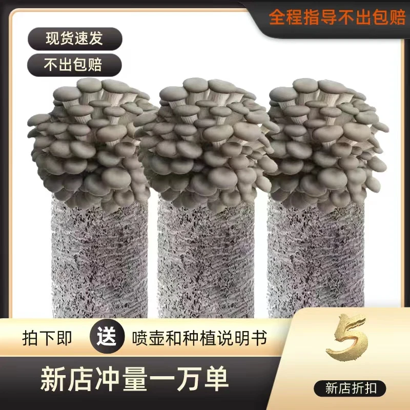 【5.98包邮】蘑菇种植包蘑菇种子菌种蘑菇菌包秀珍菇菌种蘑菇种植包