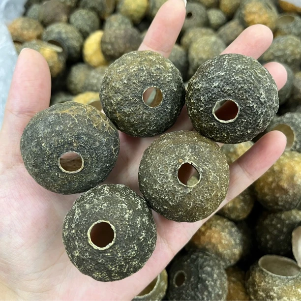 2024年的茶坑小青壳