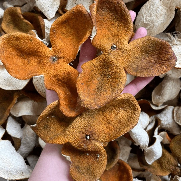 [果种原枝树王]2023年东甲陈屋围大红冬后皮