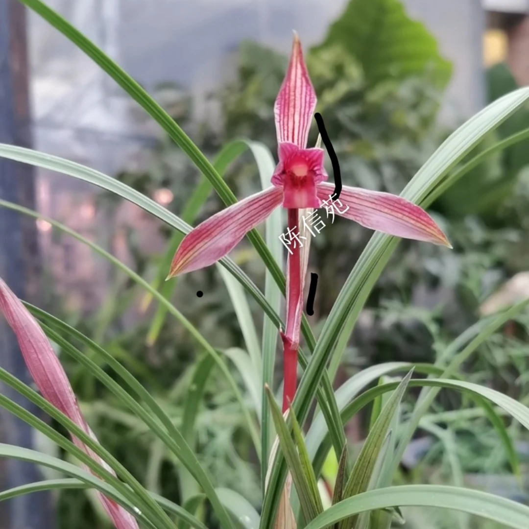 春兰铭品红草红素-《红楼梦》