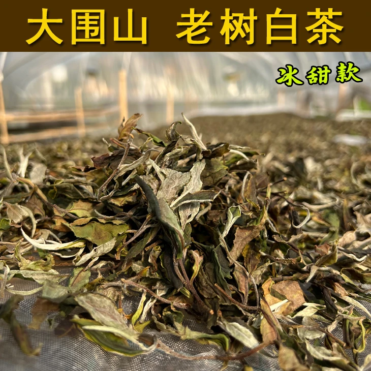 大围山 老树白茶 冰甜款  古树白茶 云围古茗茶业 大围山茶