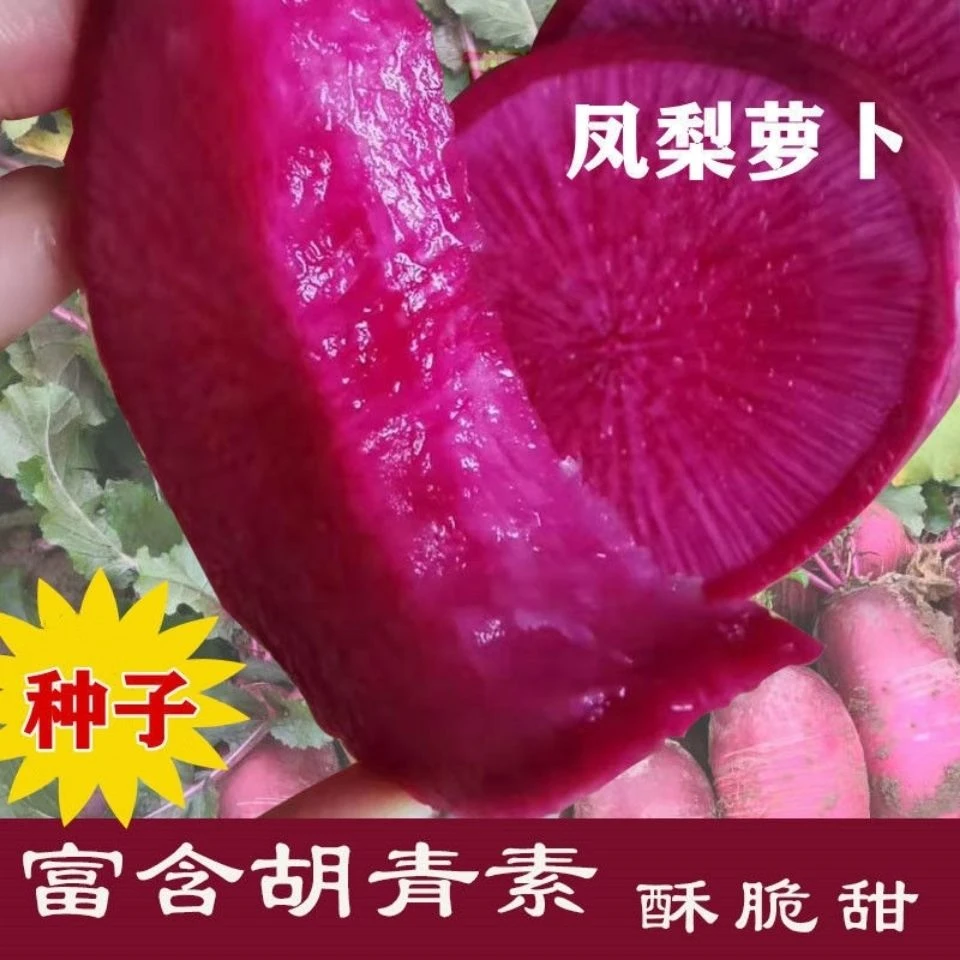 【易生长】凤梨水果红皮红心水果萝卜种子高产满堂红心里非种球