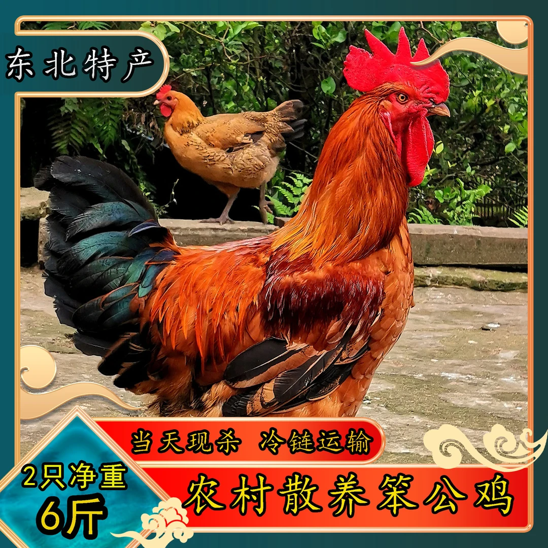 东北林间散养【到手2只黑爪5.5-6斤】优质冷冻保鲜品质快递山间