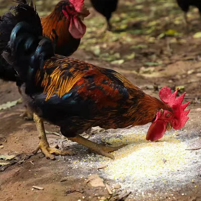 农家散养大公鸡 3-3.5斤 顺丰发货 一只