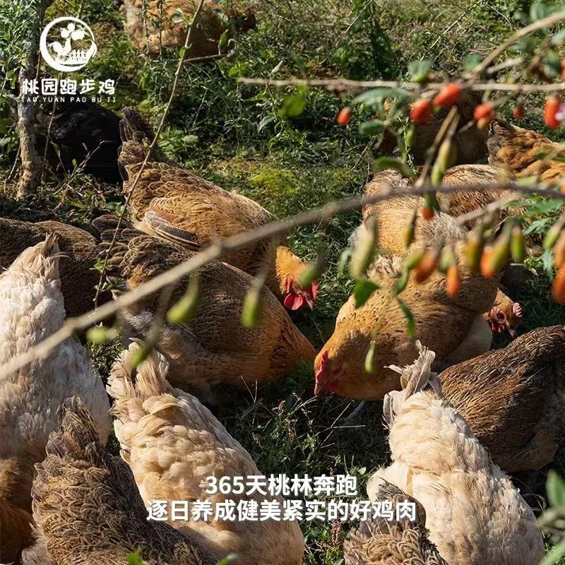 农家散养老母鸡一只/两只