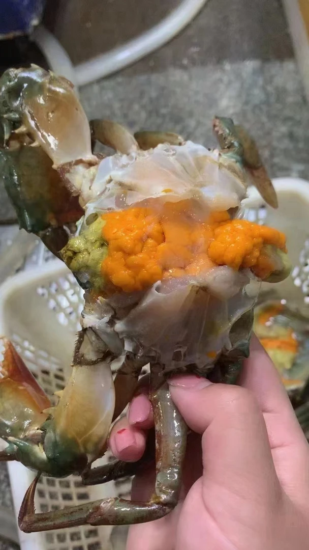 【福利款】19.9肉蟹满肉鲜活海鲜 仅可以拍一只