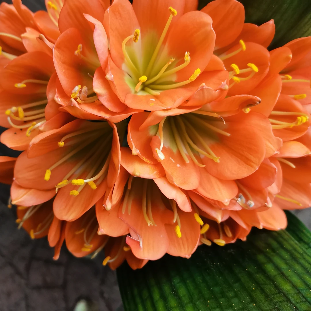 精品君子兰阳台花卉桌面盆栽开花,