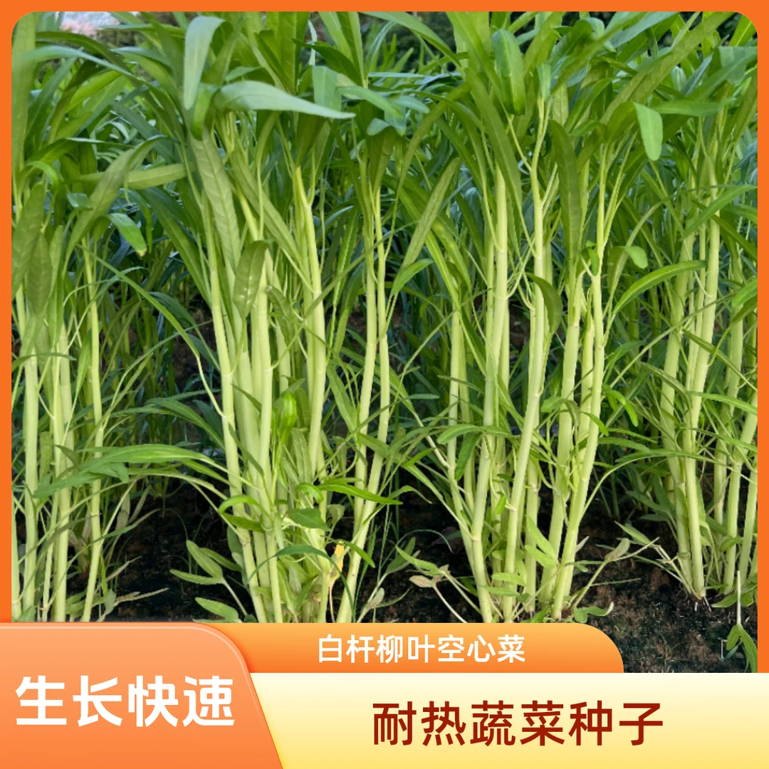 【阿林推荐】白杆柳叶空心菜种子四季基地种植阳台花盆耐热蔬菜种子