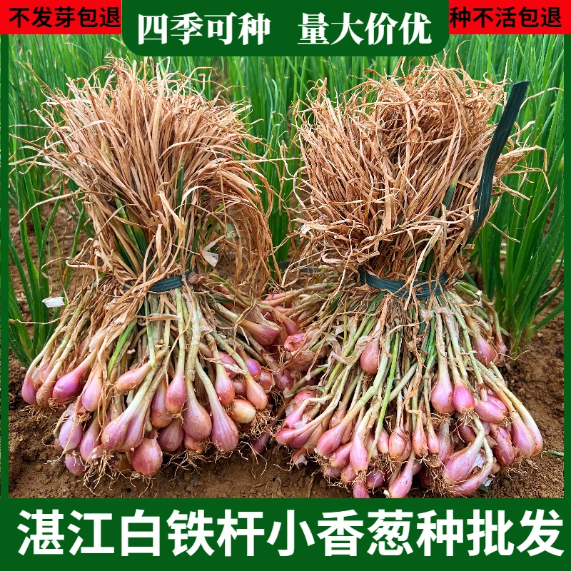 湛江白铁杆小香葱种子批发蔬菜种子耐热葱头种子阳台四季种植葱种