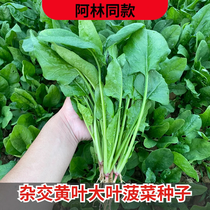 （粉丝专属）杂交黄叶大叶菠菜种子阳台花盆种植青菜种籽