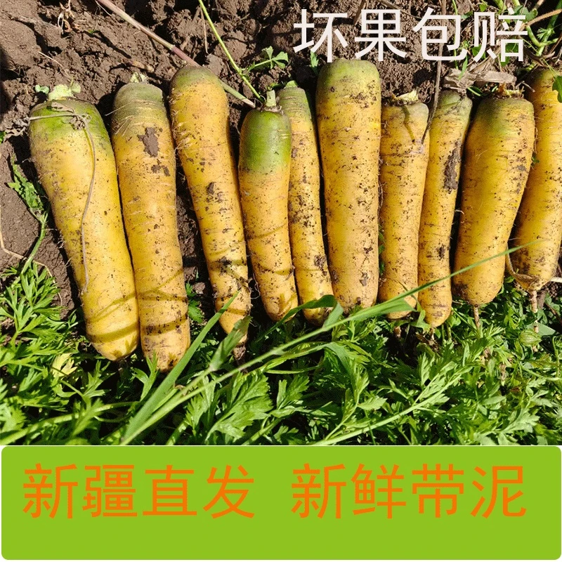2025新疆鲜黄胡萝卜当季现挖即食手抓饭炒炖腌制菜产地乌鲁木齐发