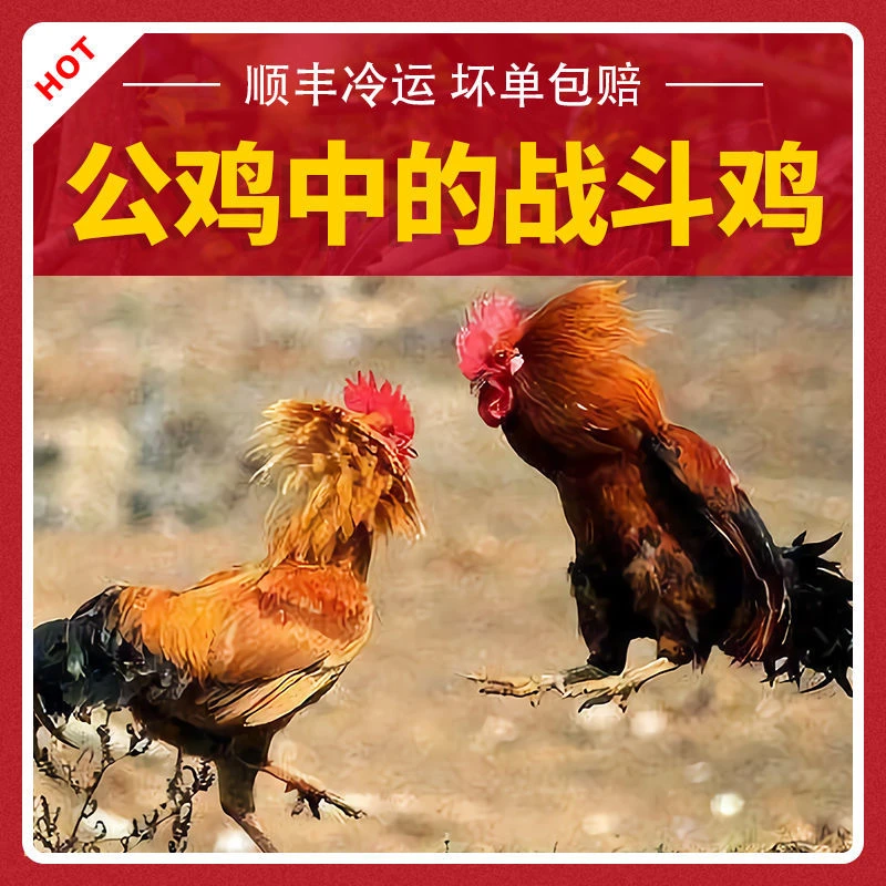 湖南竹林散养土公鸡大红公鸡农家300天以上老公鸡草公鸡新鲜现杀鸡肉同城配