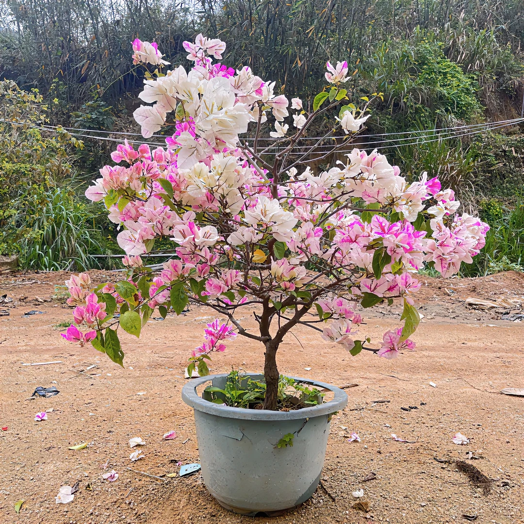 【一物一拍】三角梅带花盆栽四季勤花爬藤阳台