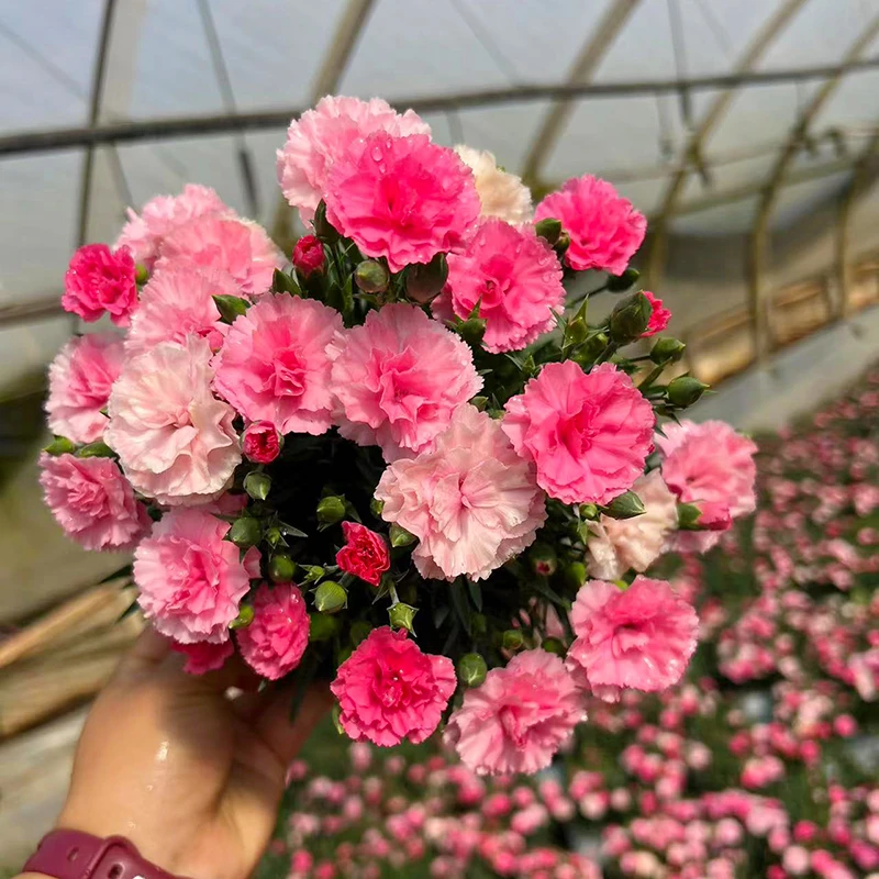 一见钟情康乃馨(一盆多色颜色渐变  花苞多)庭院阳台开花植物