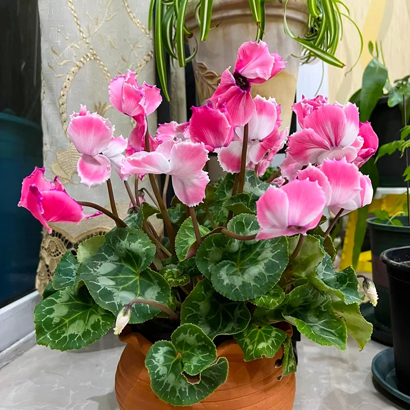 仙客来室内盆栽(新品种 颜色多 花期长 不喜欢水 散光养护)