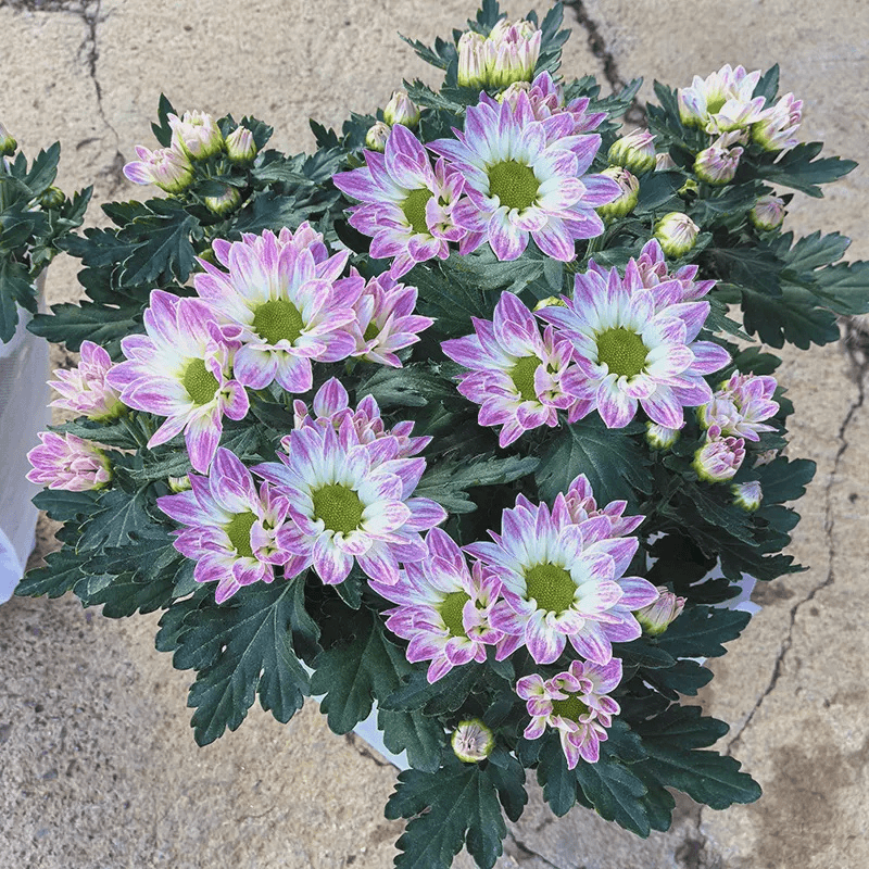 小精灵条纹小雏菊(小清新 高颜值  网红款)阳台庭院开花植物