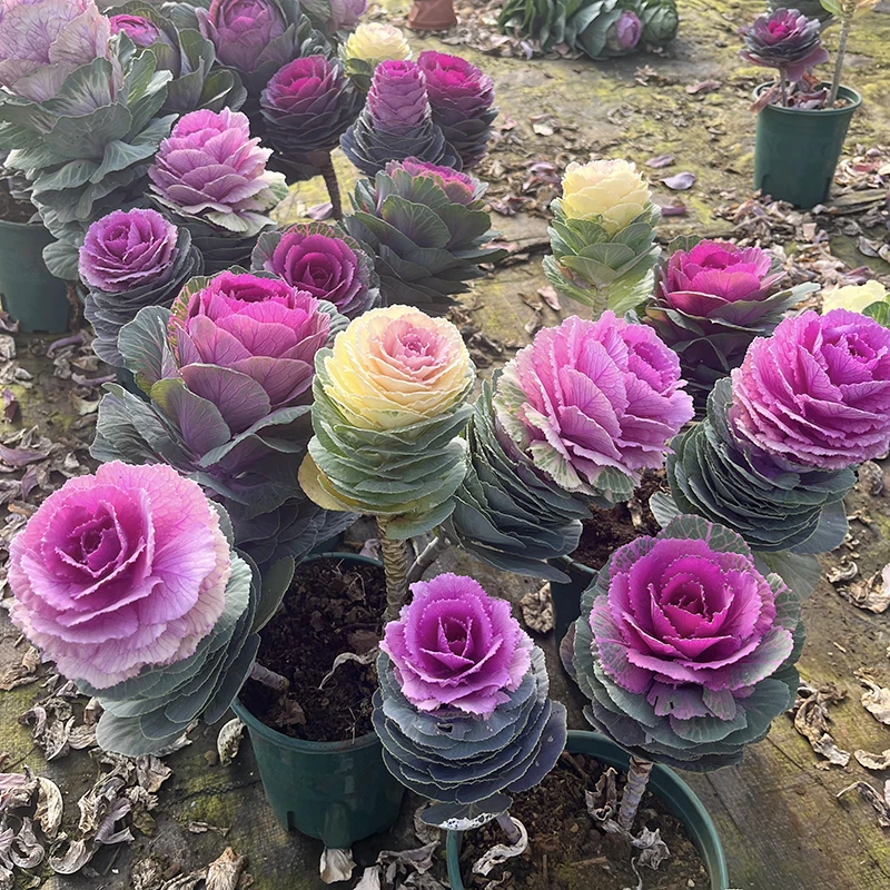 冬日玫瑰羽衣甘蓝(耐寒 颜值高)庭院阳台开始植物