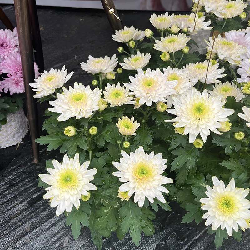 清新水晶小雏菊荷兰菊(新品种  花期长 颜值高)阳台庭院开花植物