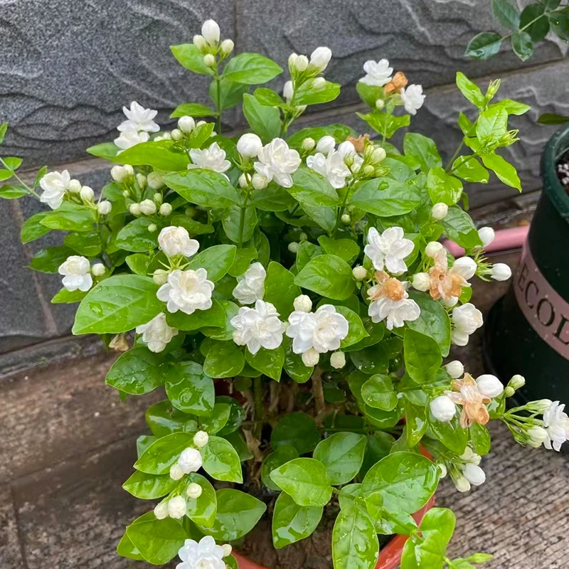茉莉盆栽(带香味 花期长)庭院阳台室内开花植物