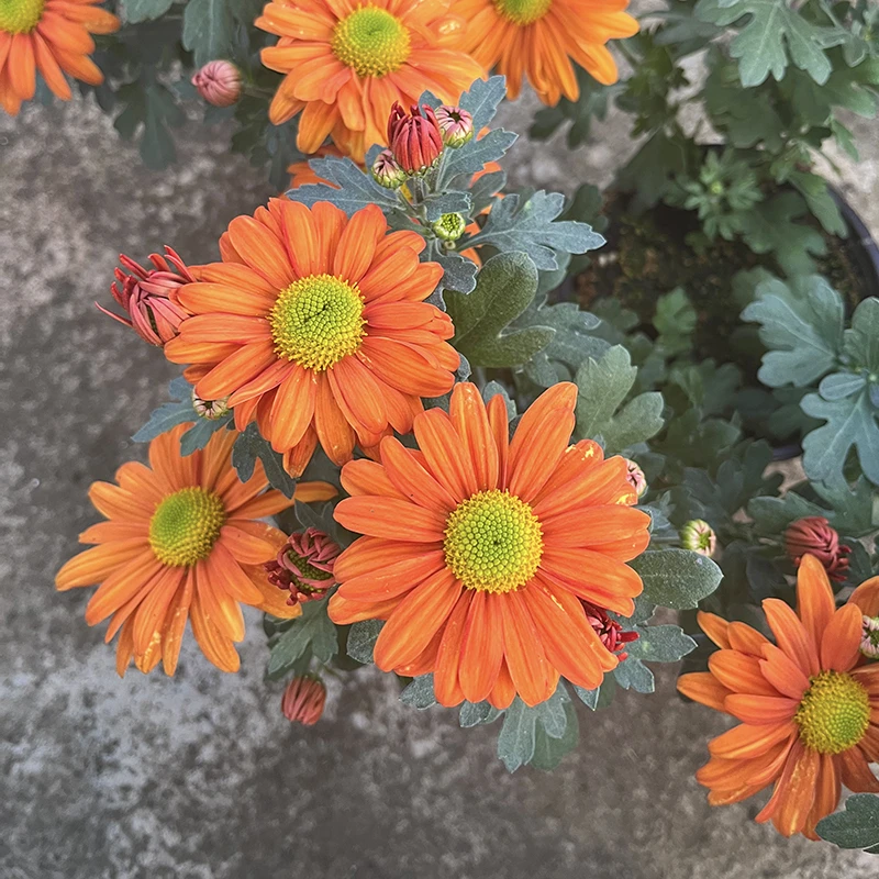 微风绿橙小雏菊(新品种 花期长)阳台开花植物