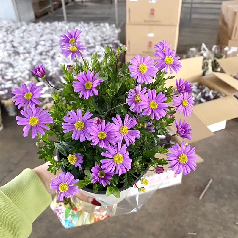 加仑盆姬小菊盆栽(紫色精灵 高颜值  花期长)庭院阳台开花植物