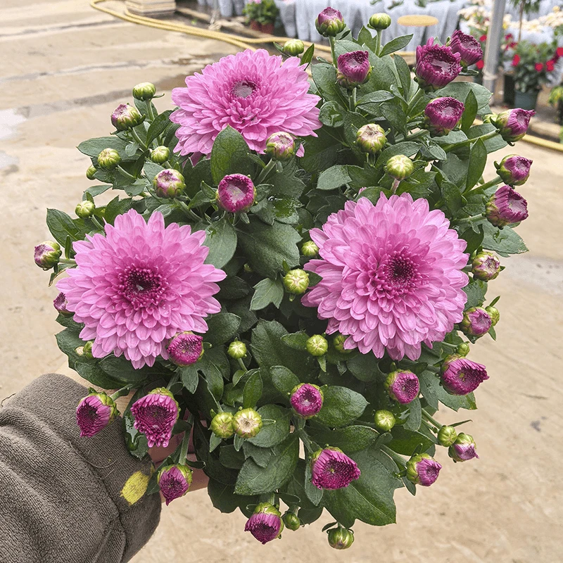 基地福利球菊盆栽(进口品种 自然成形 非常漂亮)阳台庭院植物