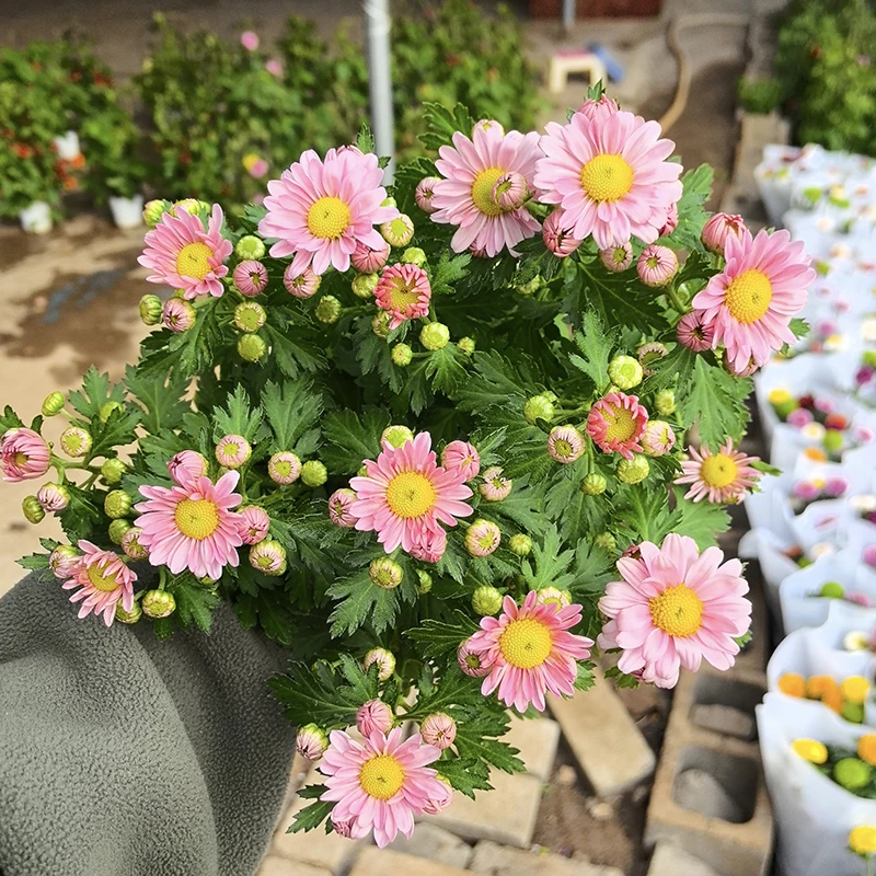 婴儿粉小雏菊(粉嘟可爱 花期长)庭院阳台开花植物