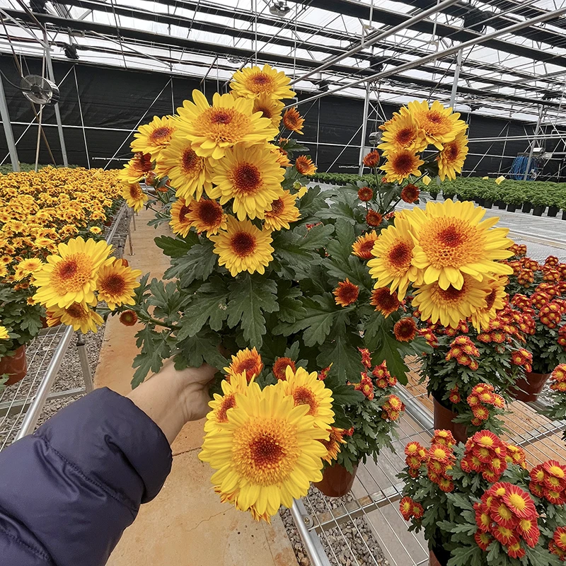 阳光泡泡小雏菊(花期长   新品种 颜值高)庭院阳台开花植物