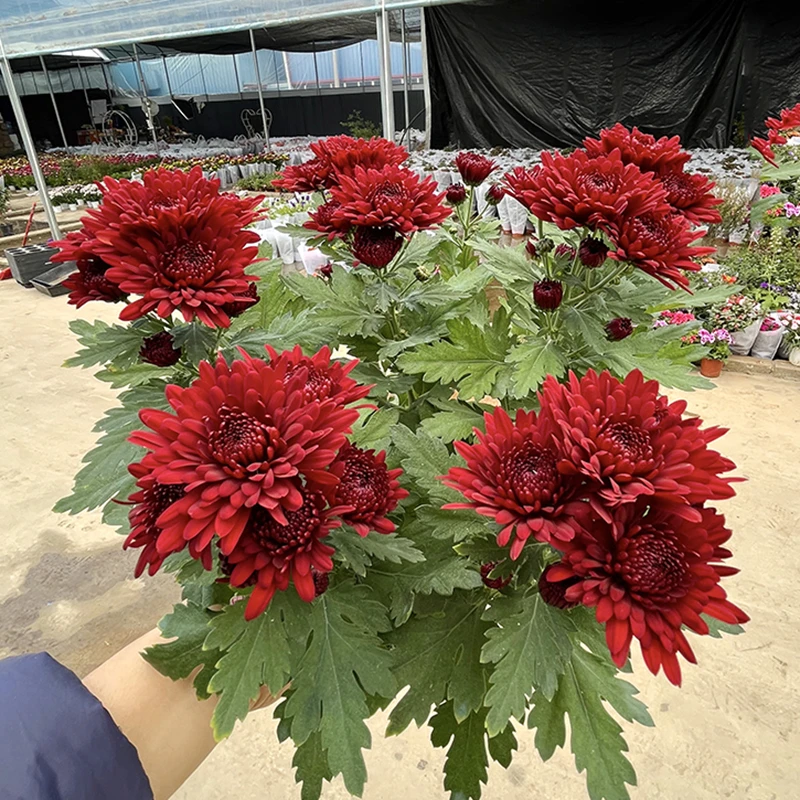 红丹特小雏菊盆栽(喜庆 花期长)庭院阳台开花植物