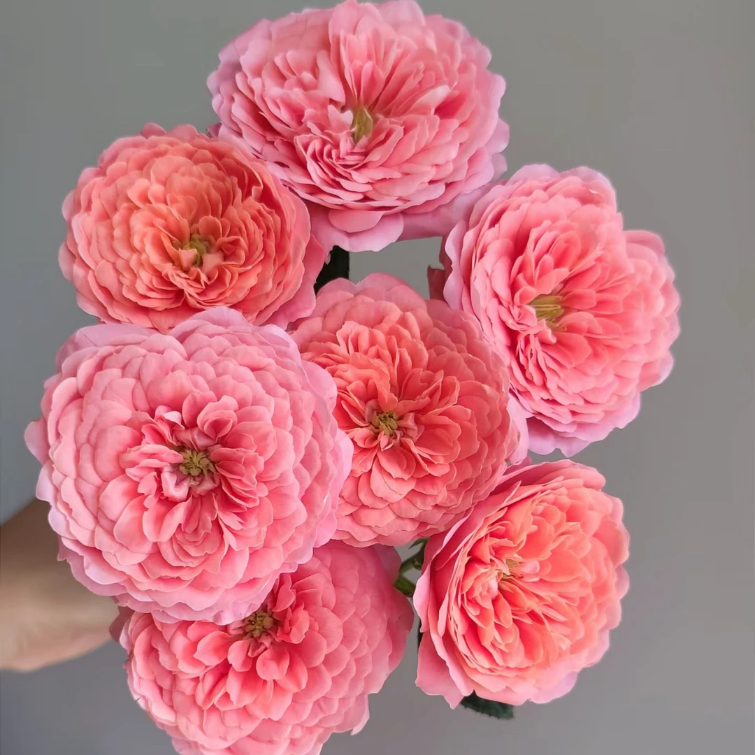 鲜花【杏色果汁10支】同地址两单京东或德邦送货上门+送1扎配草