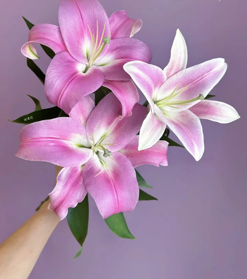鲜花【罗宾百合】家庭插花同一地址任意两单京东或顺丰+配草1扎